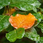 Leuchtendes Blatt