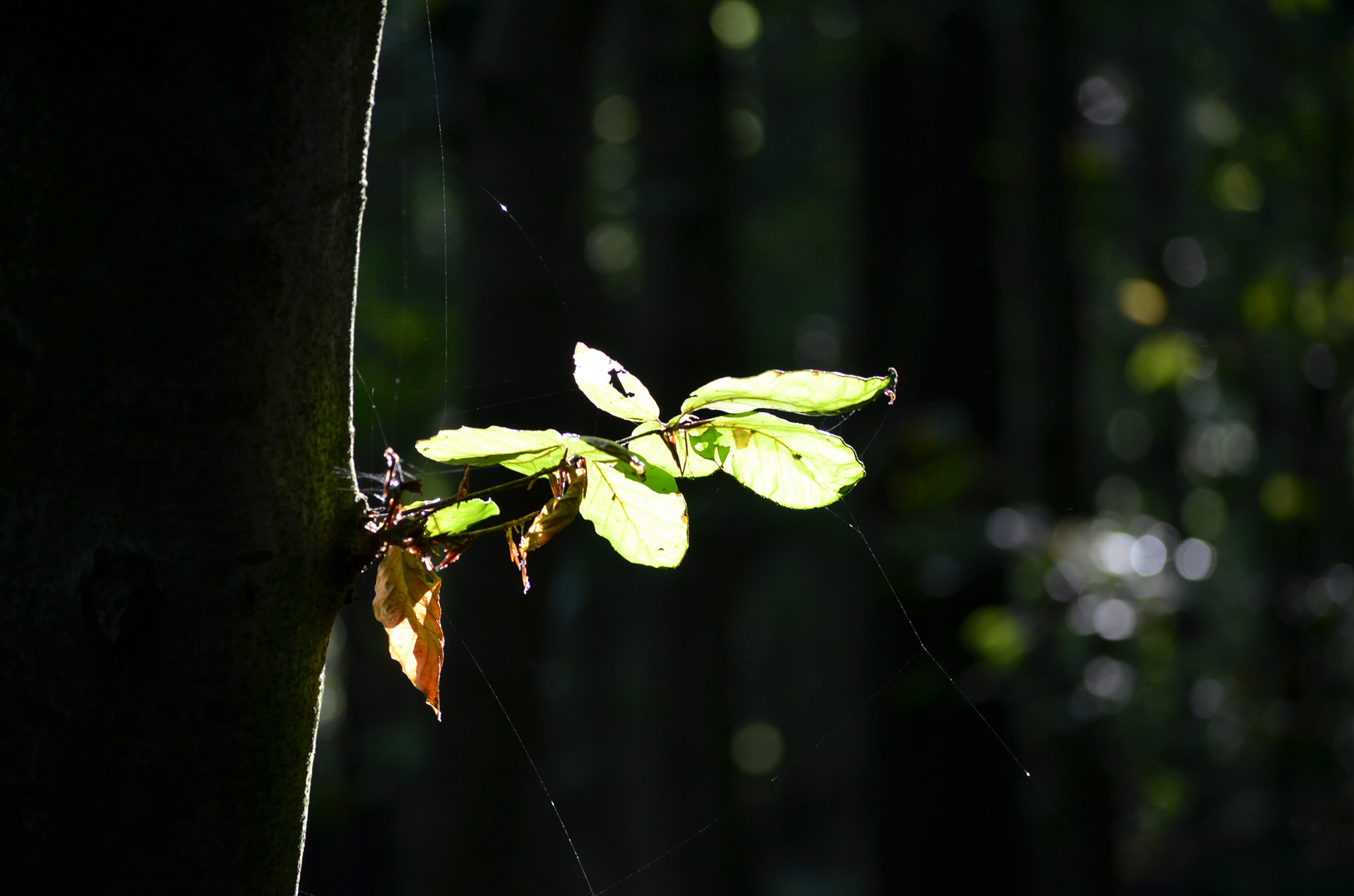 Leuchtendes Blatt !!!