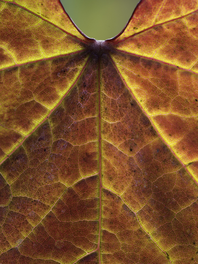 Leuchtendes Blatt