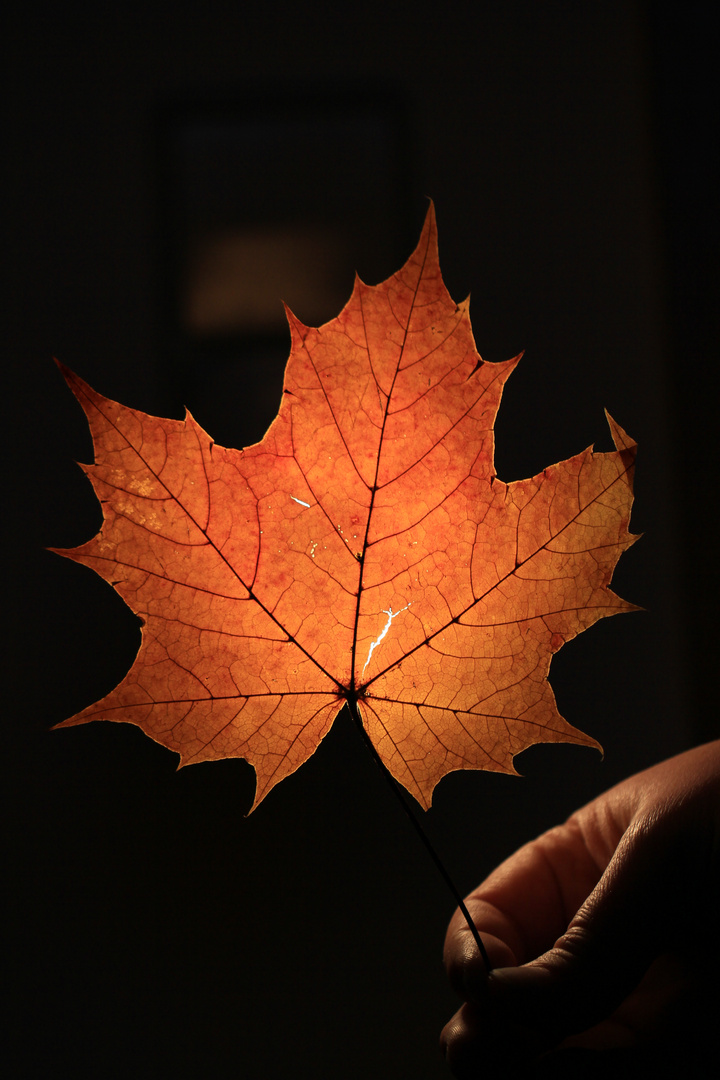 Leuchtendes Blatt