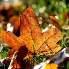 leuchtendes Blatt