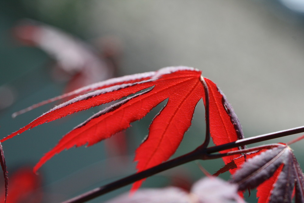 Leuchtendes Blatt