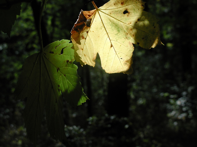 Leuchtendes Blatt