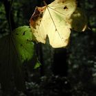 Leuchtendes Blatt