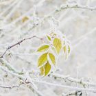 Leuchtendes Blatt