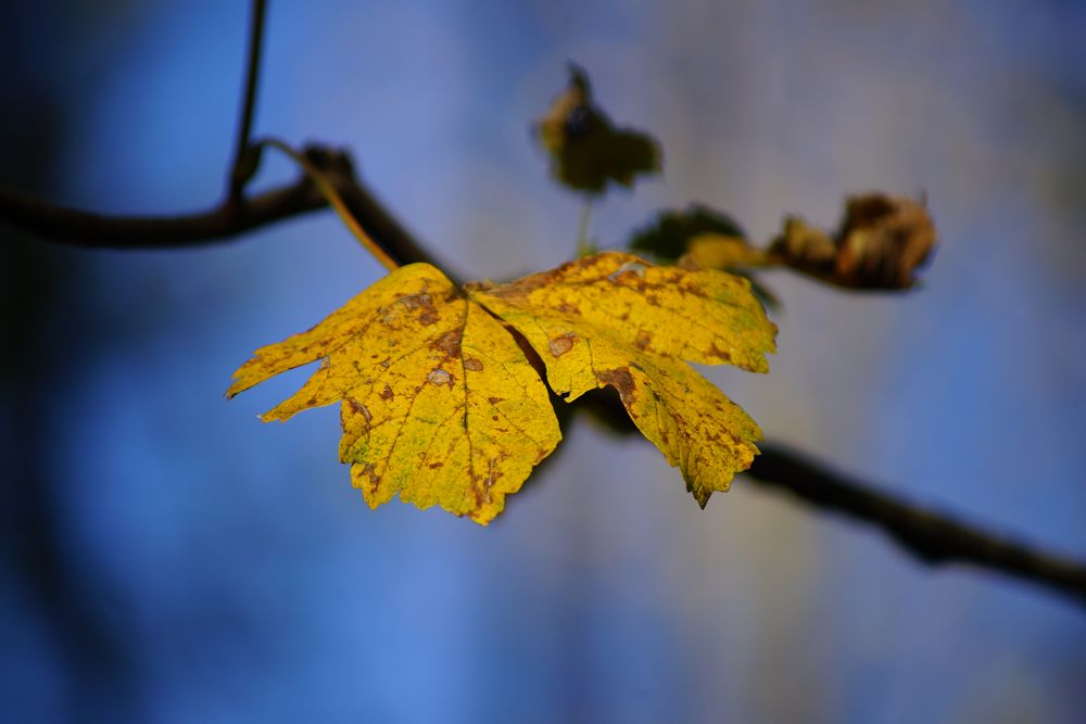 leuchtendes Blatt im Herbst