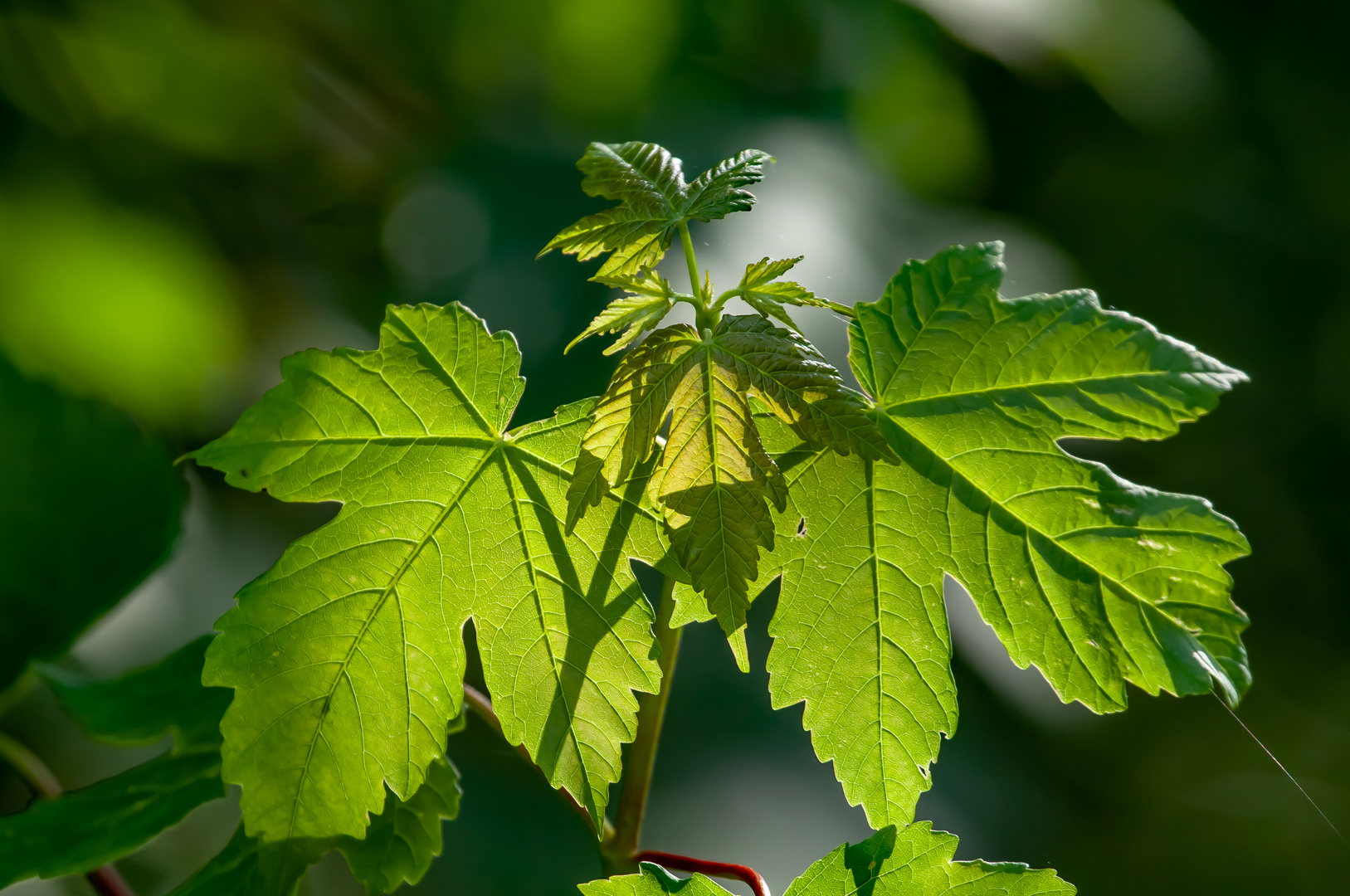 leuchtendes Blattgrün