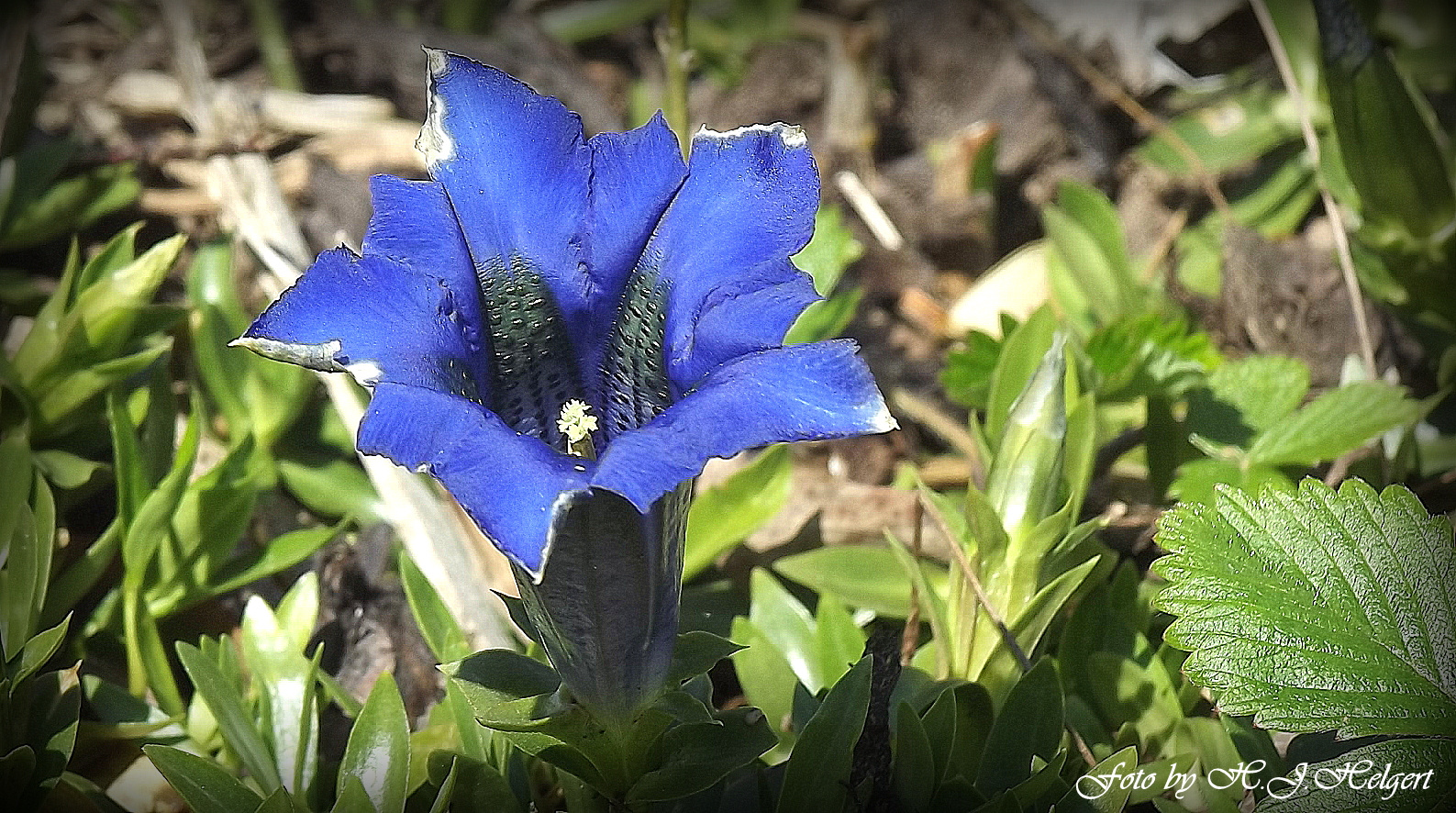 Leuchtendes Blau