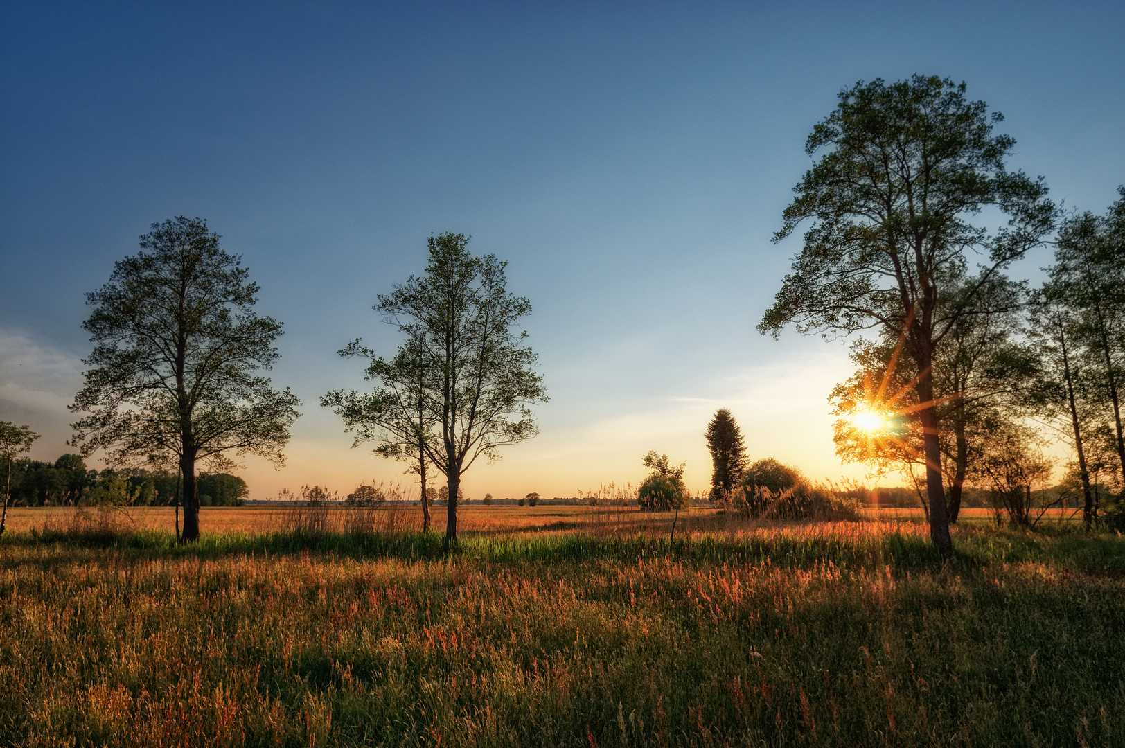 Leuchtendes Feilenmoos