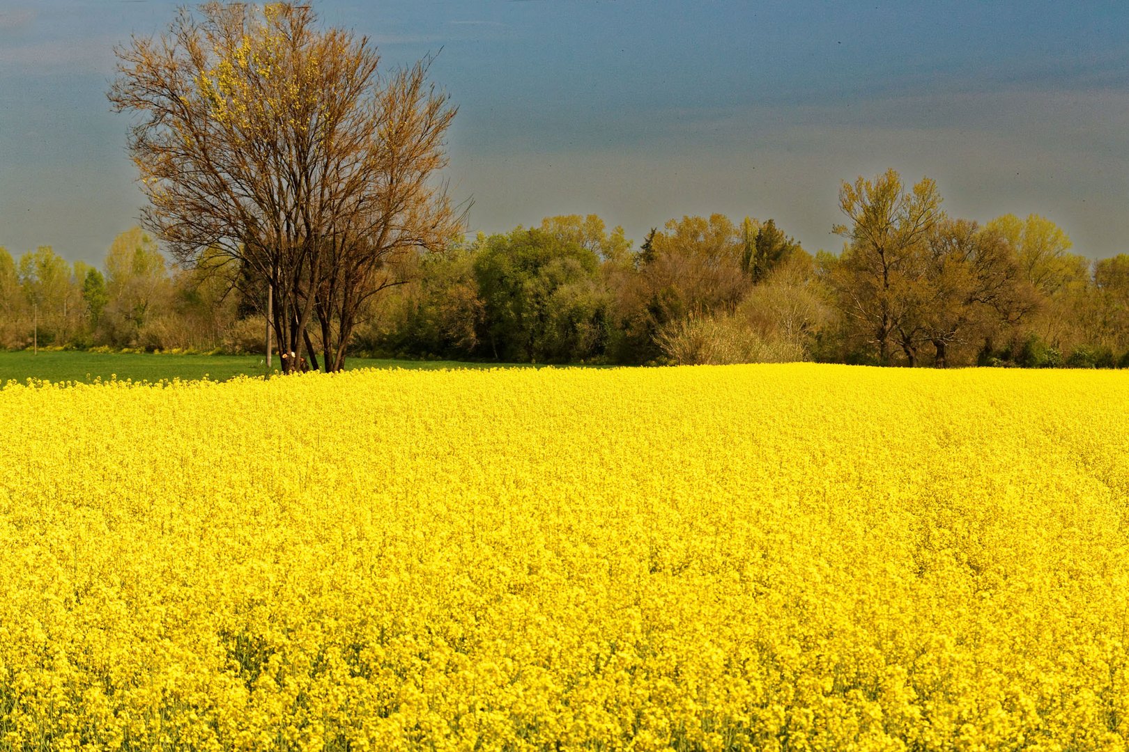 'leuchtendes' Feld