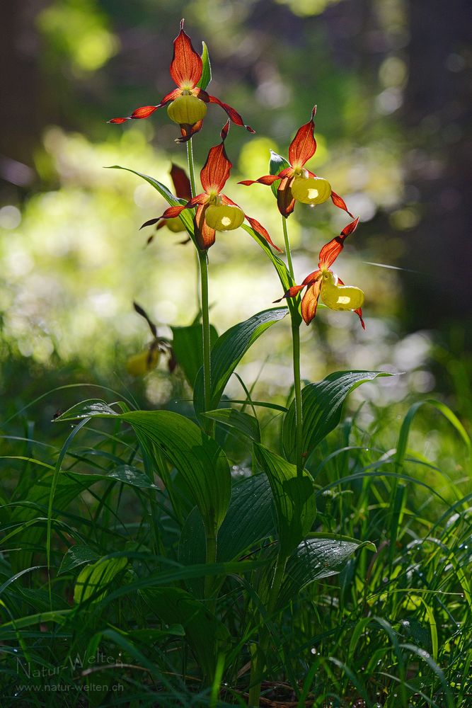 Leuchtendes Gegelicht