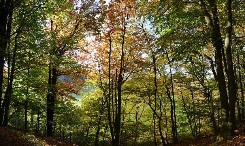 Leuchtendes Gegenlicht