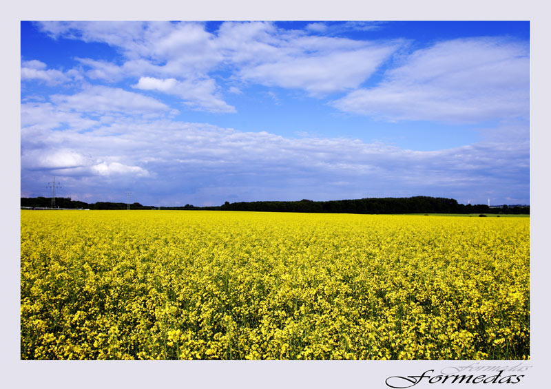 Leuchtendes Gelb vor dem blauen Himmel