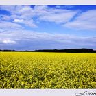 Leuchtendes Gelb vor dem blauen Himmel