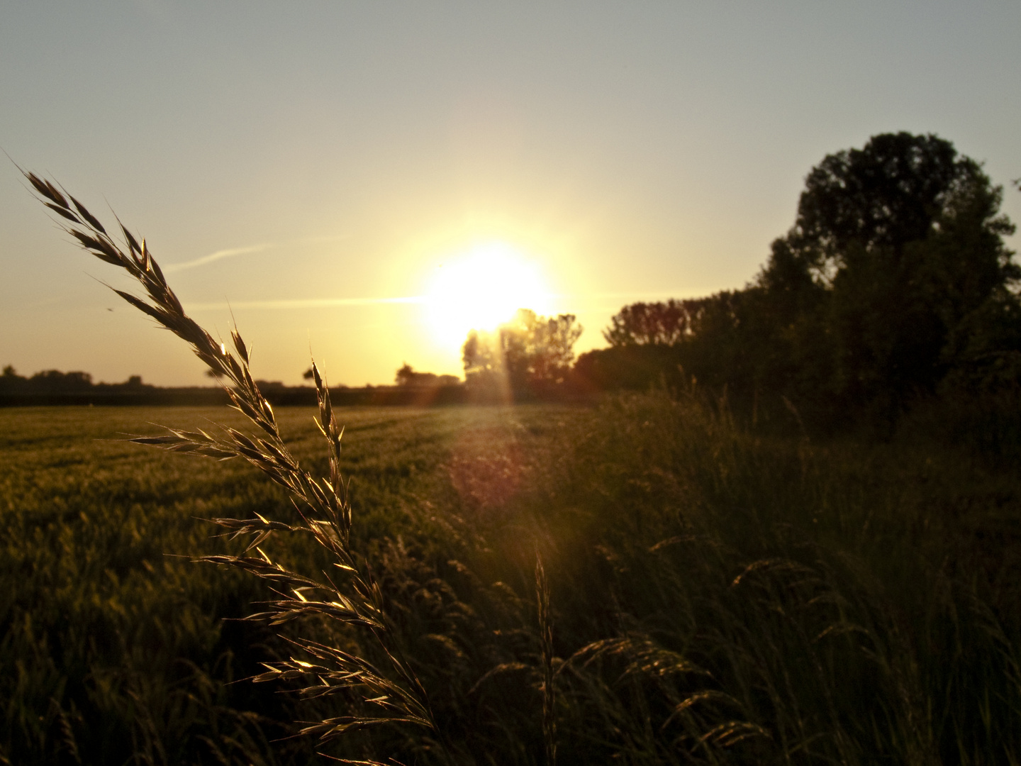 Leuchtendes Getreide