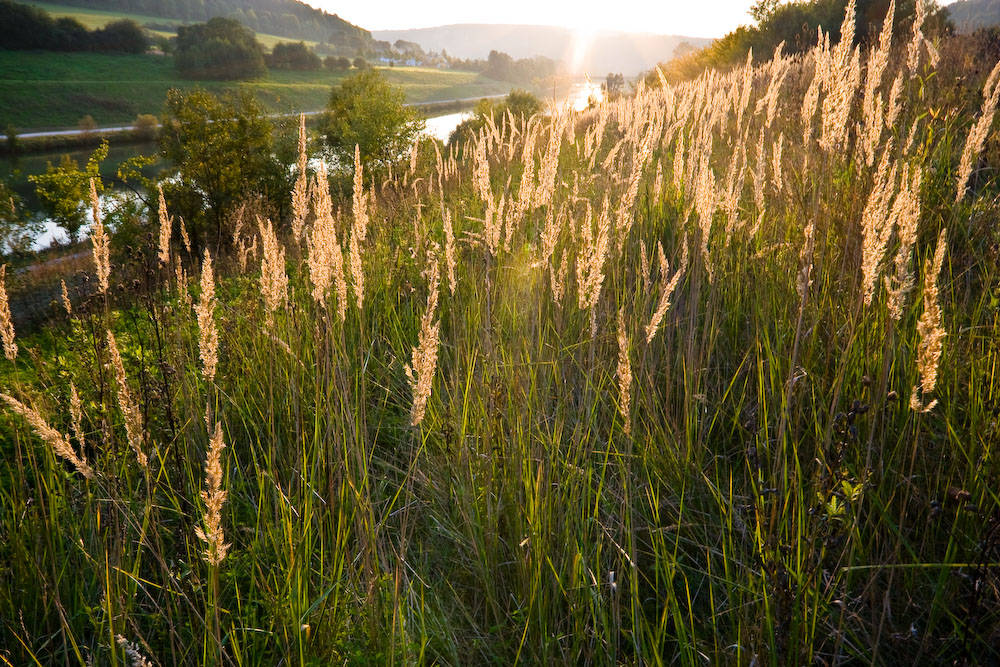 Leuchtendes Gras