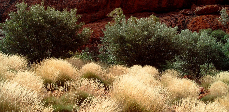 Leuchtendes Gras bei Kata Tjuta