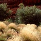 Leuchtendes Gras bei Kata Tjuta