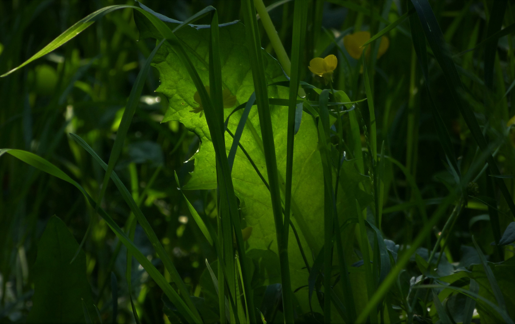 Leuchtendes Grün...