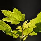 leuchtendes Grün im Frühling