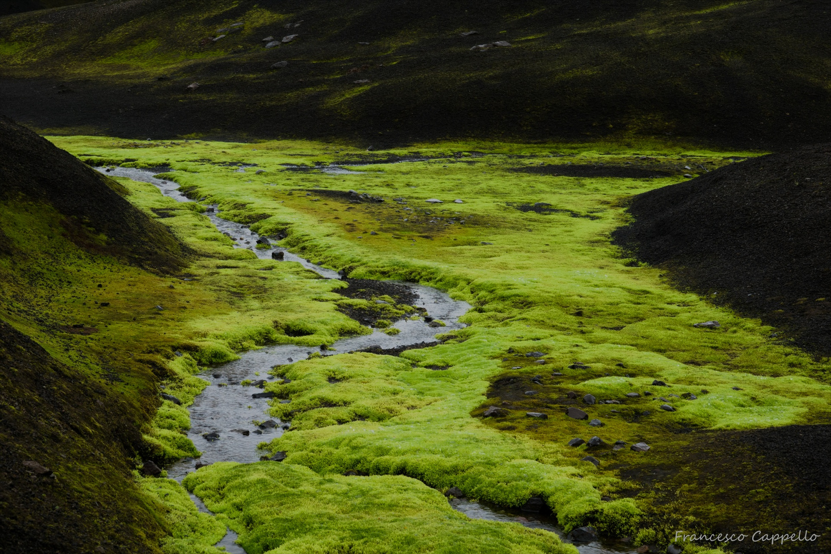 leuchtendes Grün in der Flusslandschaft