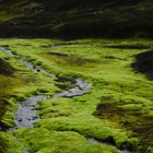 leuchtendes Grün in der Flusslandschaft