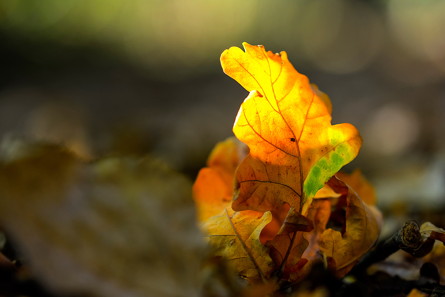 Leuchtendes Herbstblatt