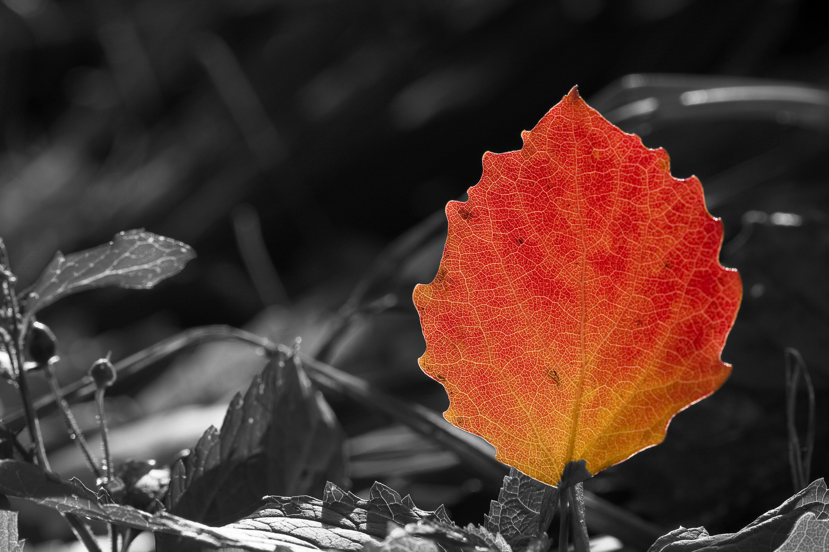 leuchtendes Herbstlaub