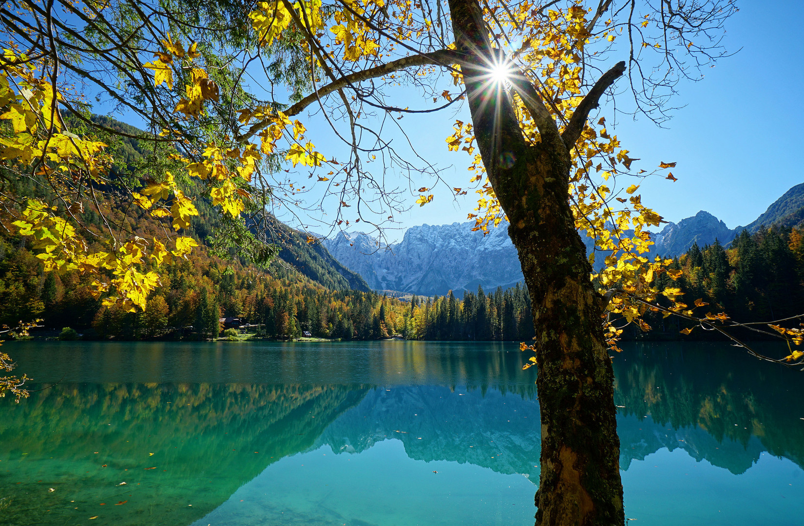 Leuchtendes Herbstlaub