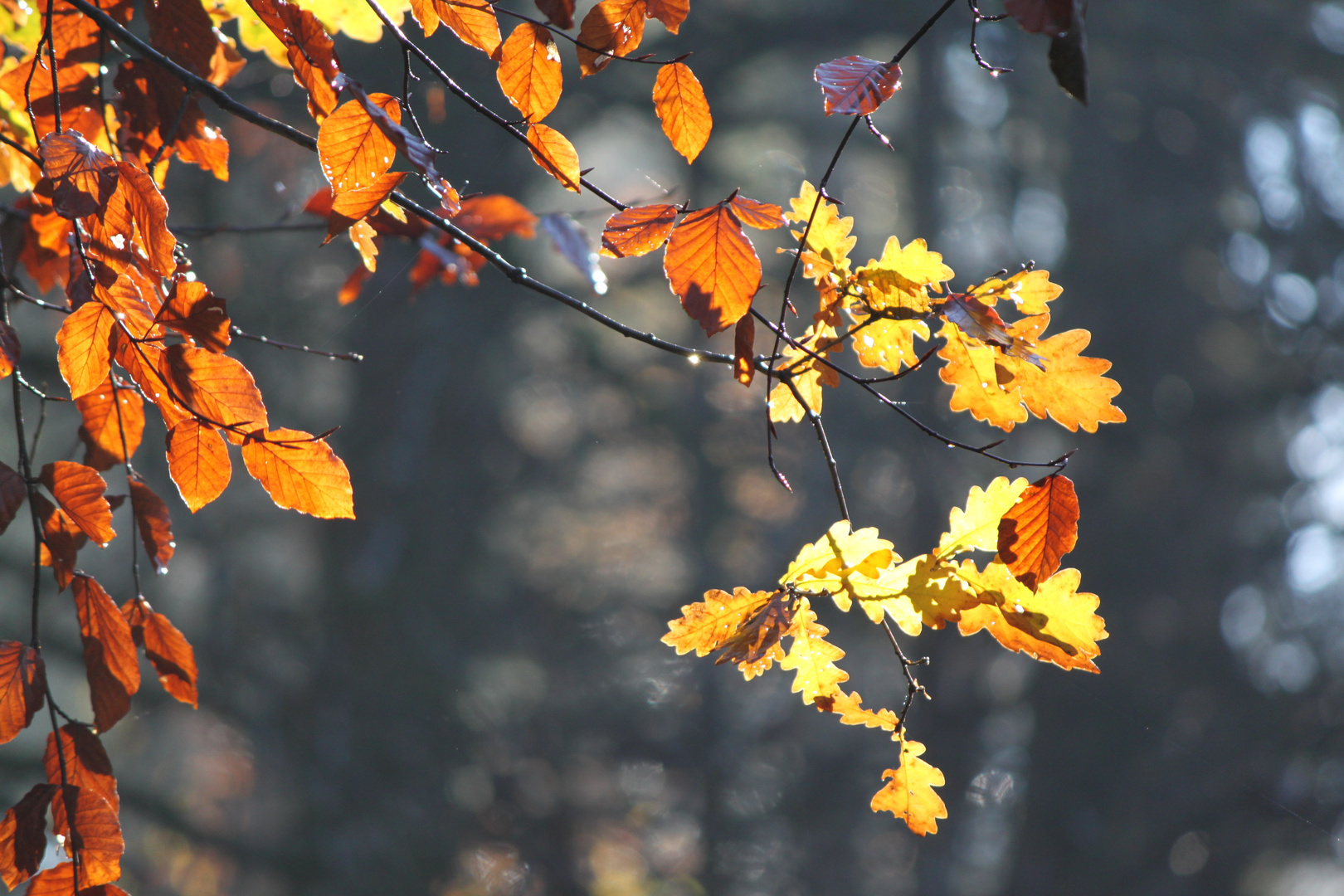 Leuchtendes Herbstlaub