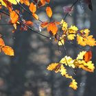 Leuchtendes Herbstlaub