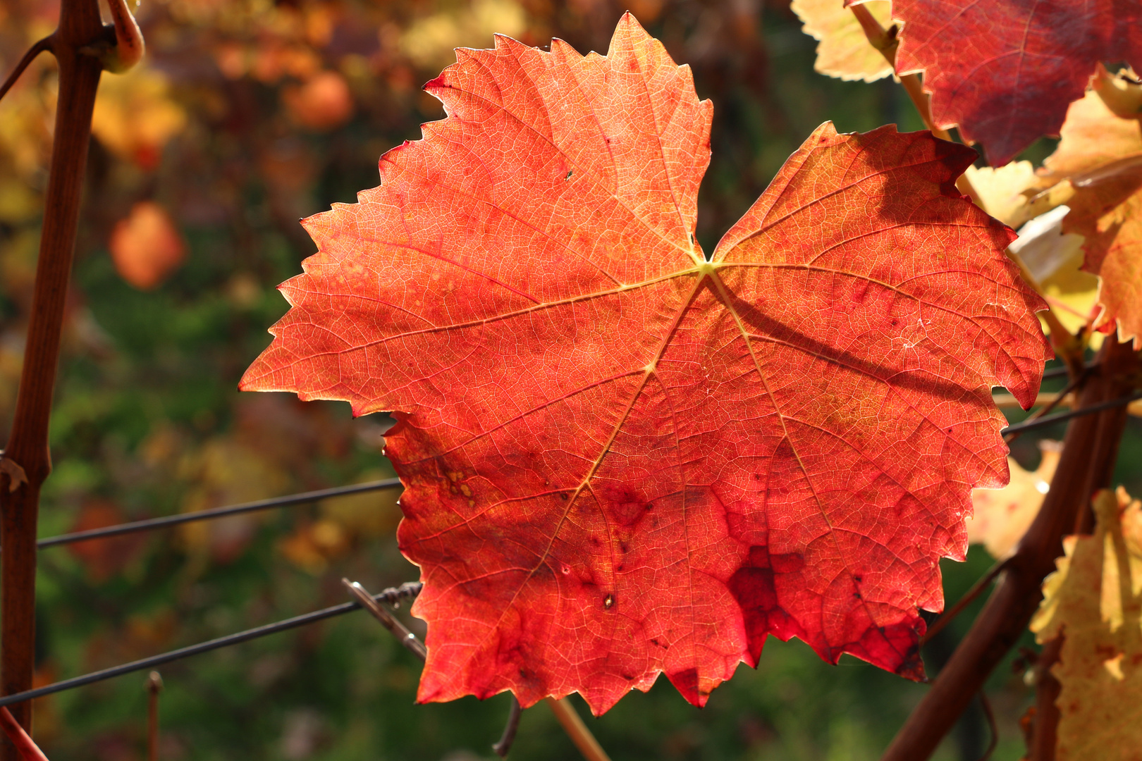 Leuchtendes Herbstlaub