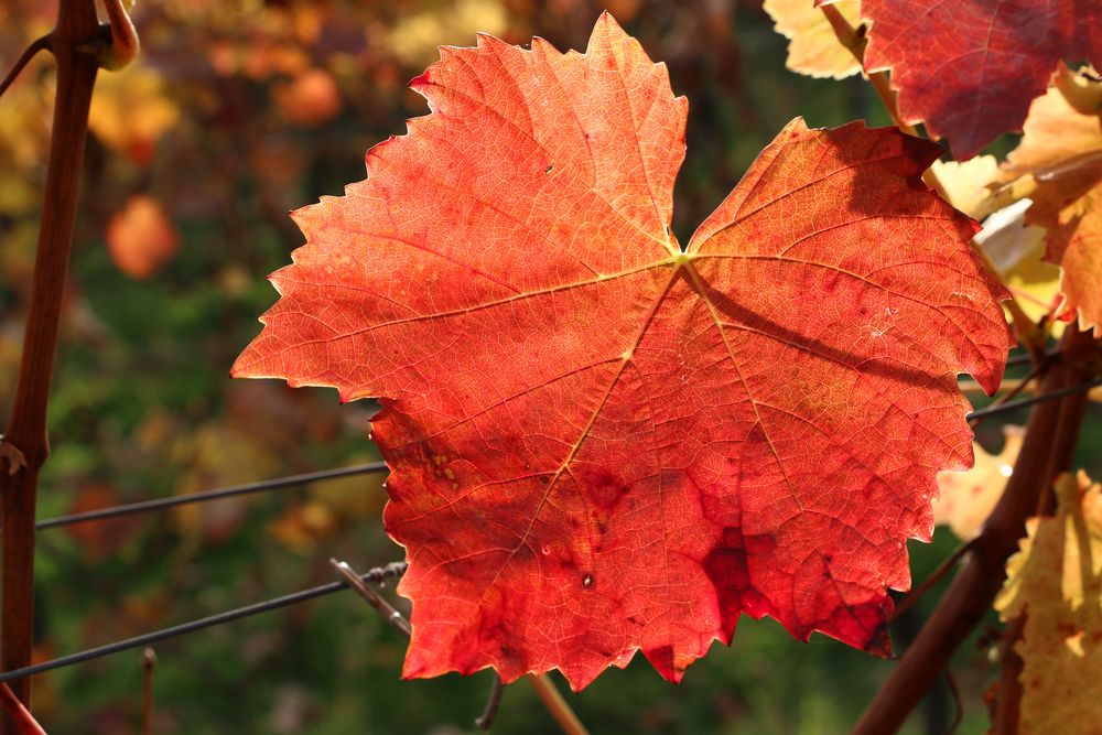 Leuchtendes Herbstlaub