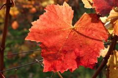 Leuchtendes Herbstlaub