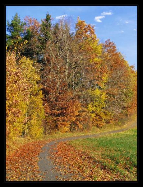 Leuchtendes Herbstlaub