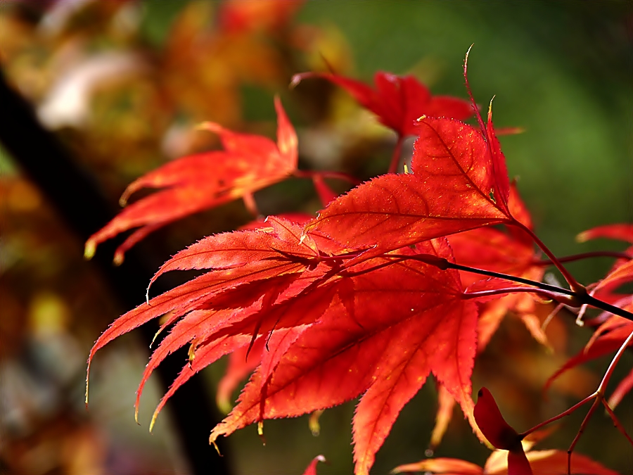 Leuchtendes Herbstlaub . . .