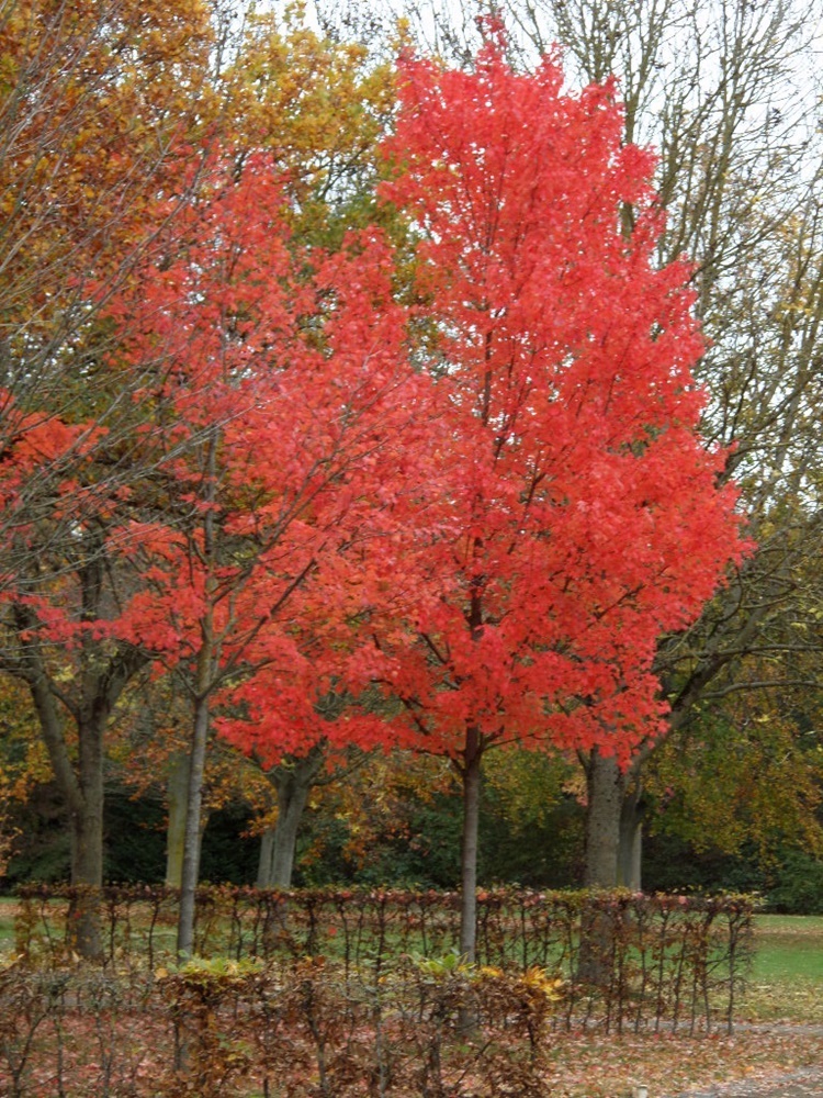 leuchtendes Herbstlaub