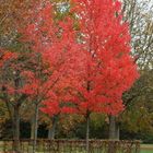 leuchtendes Herbstlaub