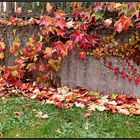 Leuchtendes Herbstlaub   nach dem Regen ...