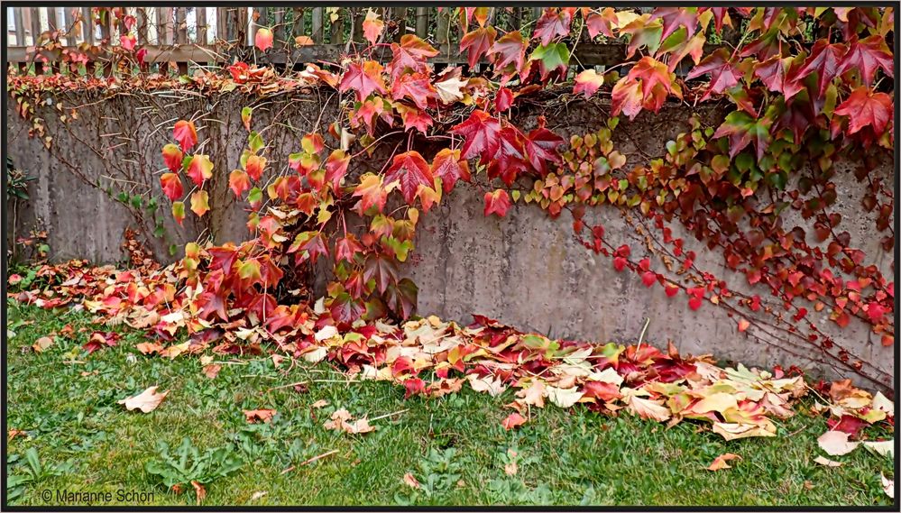 Leuchtendes Herbstlaub   nach dem Regen ...