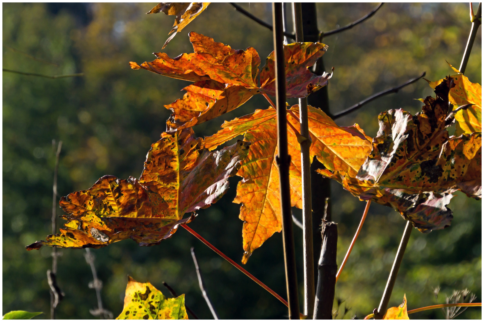 Leuchtendes Herbstlaub vom Laacher See