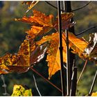 Leuchtendes Herbstlaub vom Laacher See