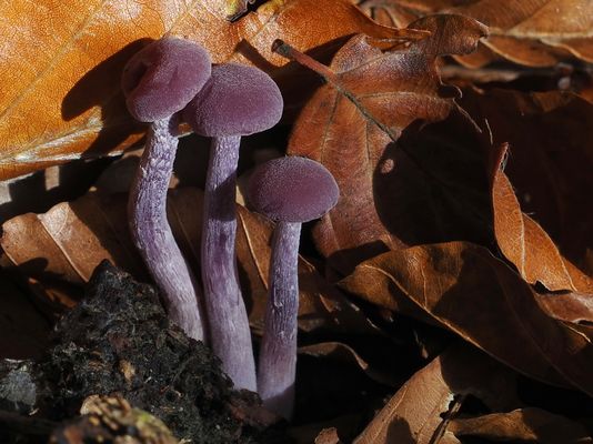 LEUCHTENDES JUWEL DES WALDES