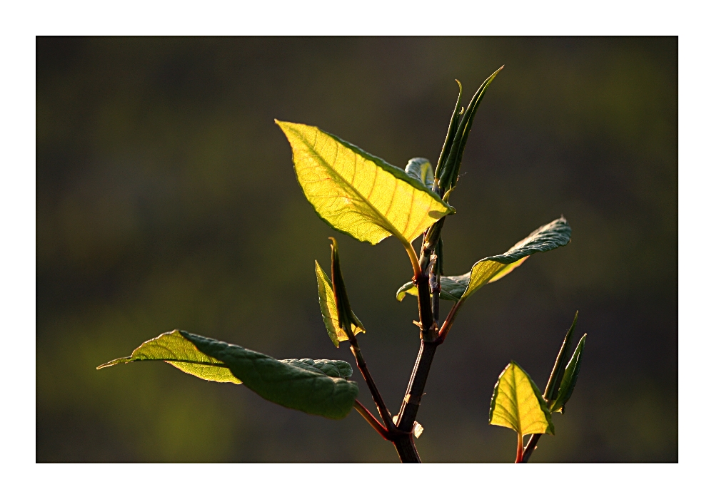 Leuchtendes Laub