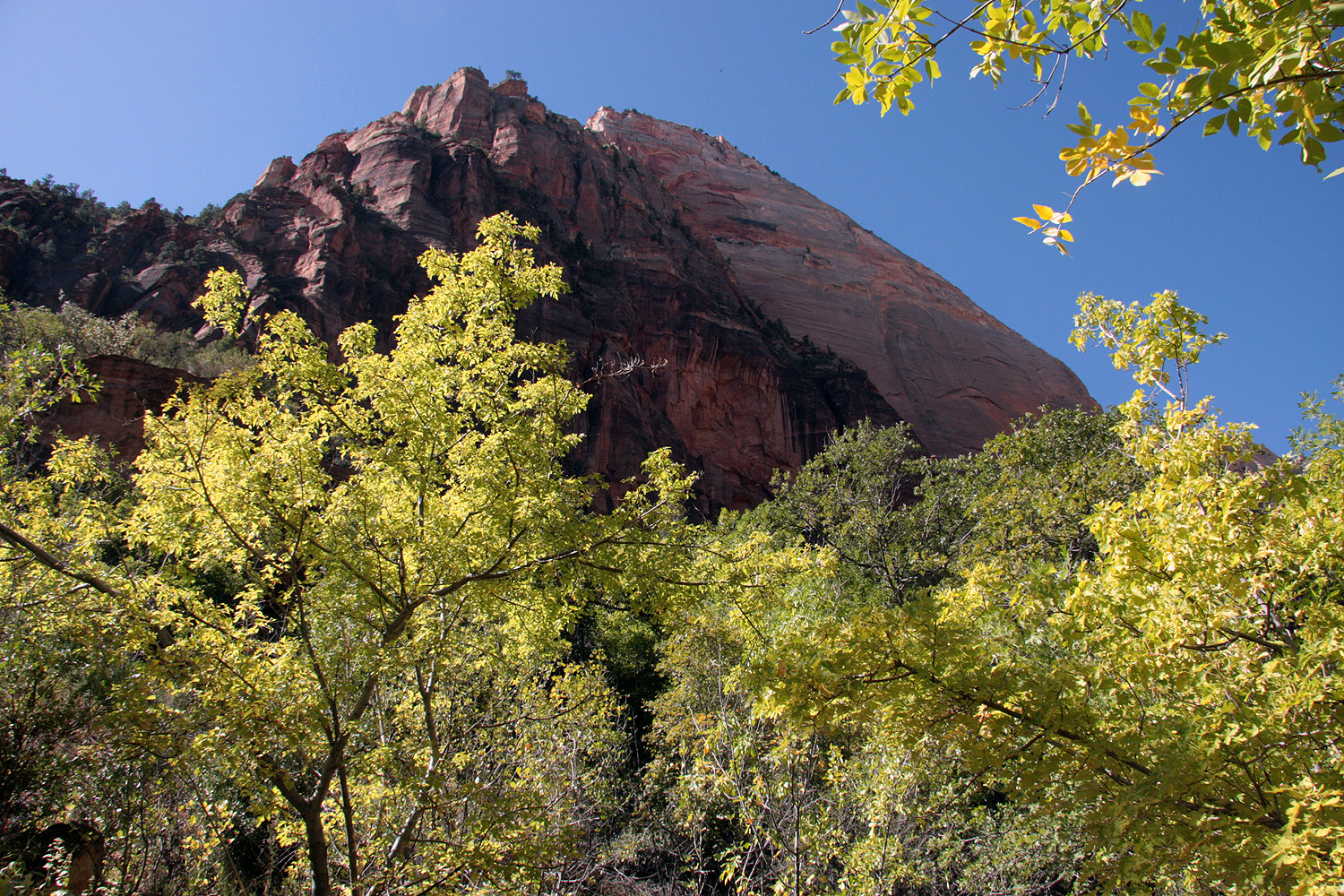 Leuchtendes Laub und roter Sandstein charakterisieren den Zion Nat. Park, Utah, USA