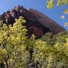 Leuchtendes Laub und roter Sandstein charakterisieren den Zion Nat. Park, Utah, USA