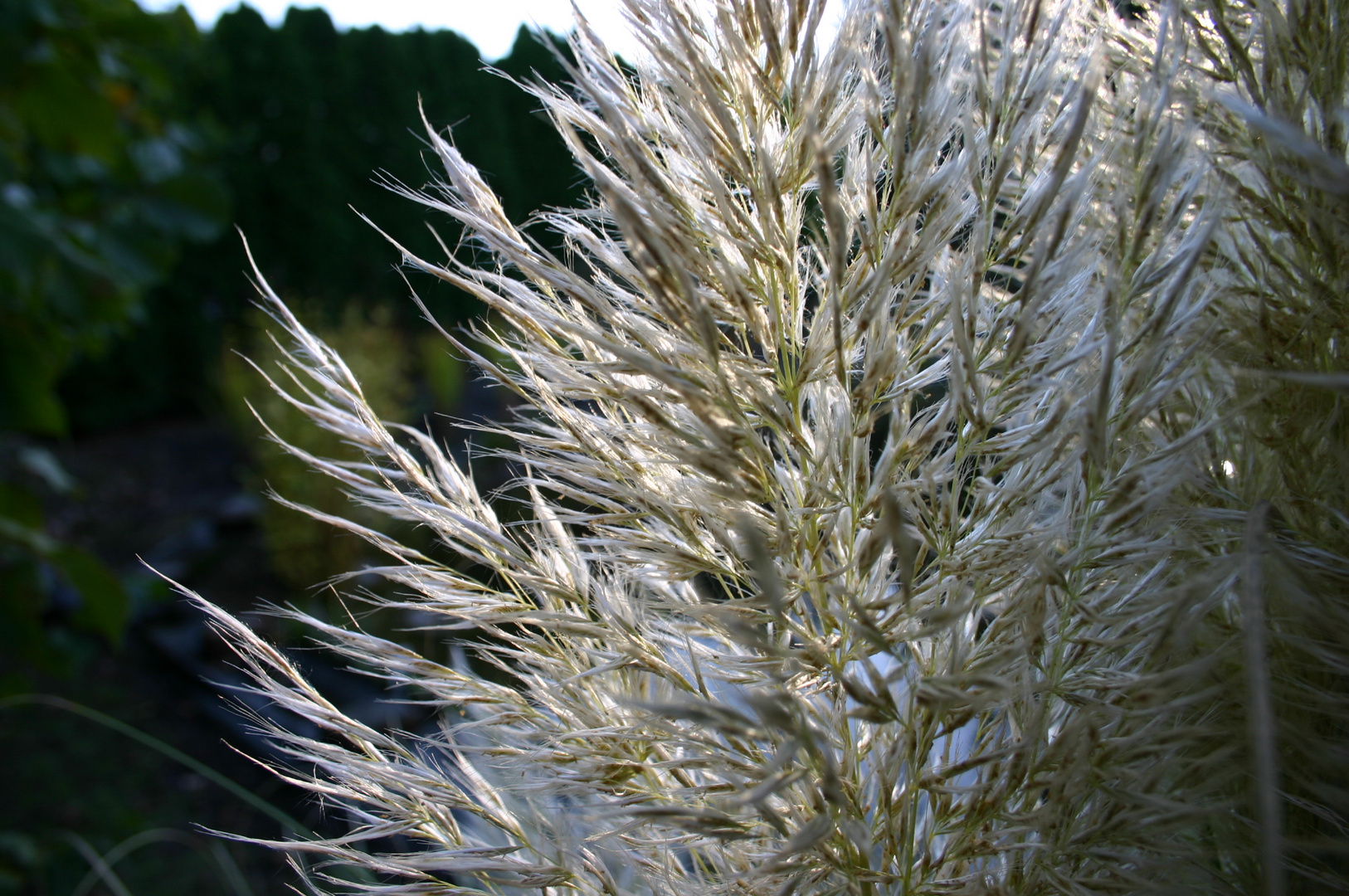 Leuchtendes Leben