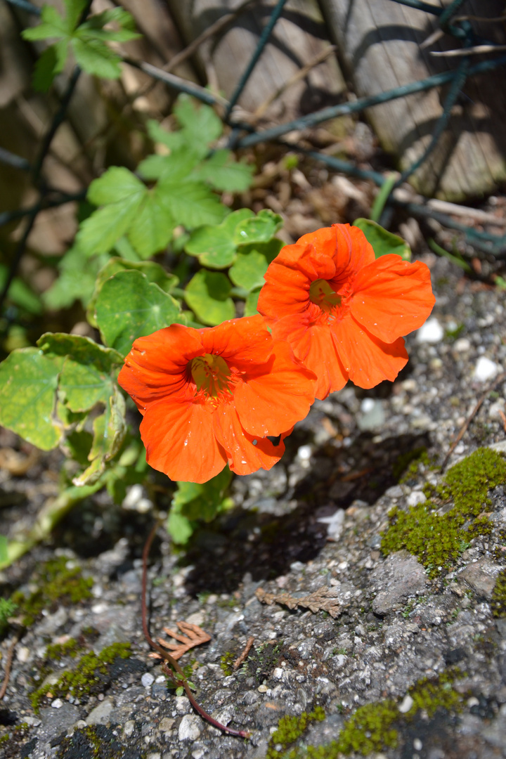 Leuchtendes Mauerblümchen?