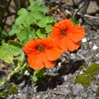 Leuchtendes Mauerblümchen?