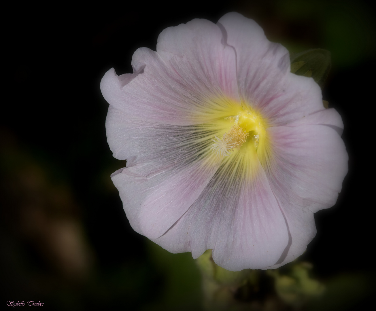 Leuchtendes Mittwochsblümchen